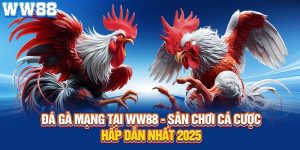 đá gà mạng