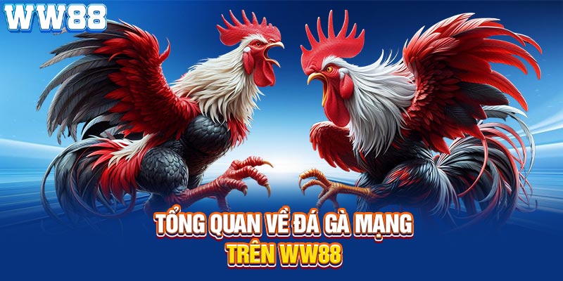 Tổng quan về đá gà mạng trên WW88